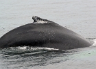 CapeCodb (18)  Cape Cod whale